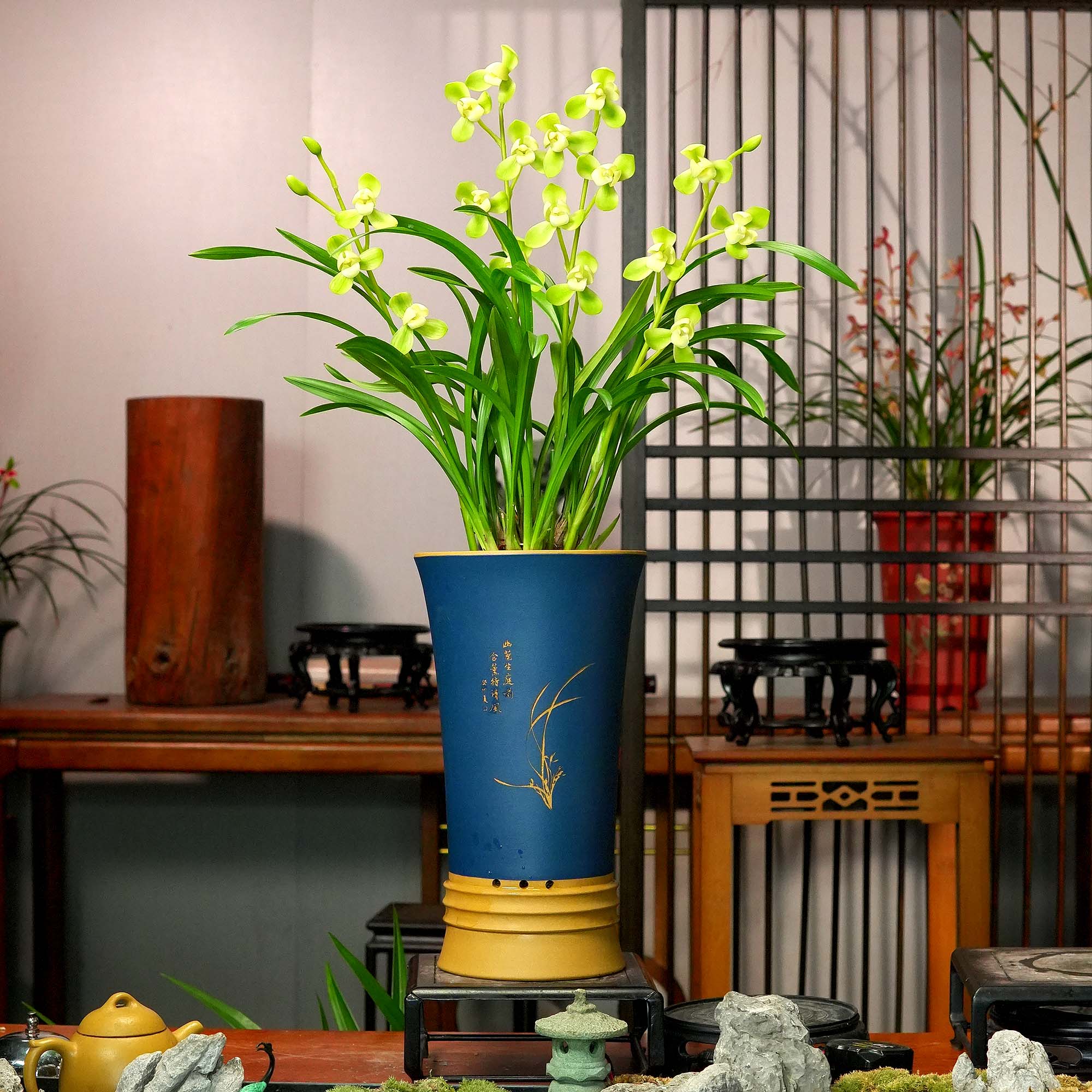 建兰铭品【金风玉露】2-4花苞高端泥紫砂花盆 幽香兰花室内好养易活