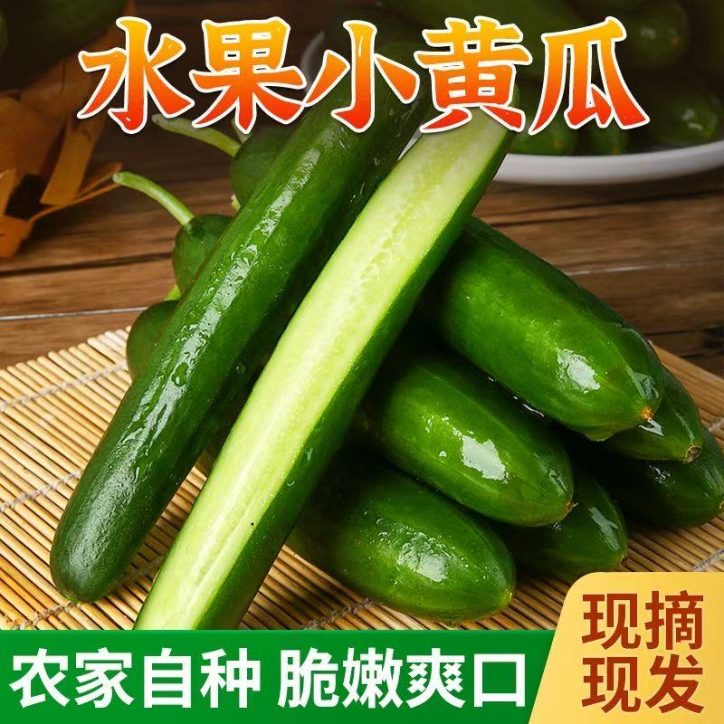 水果黄瓜新鲜生吃当季现摘小黄瓜荷兰新鲜小青瓜水果蔬菜