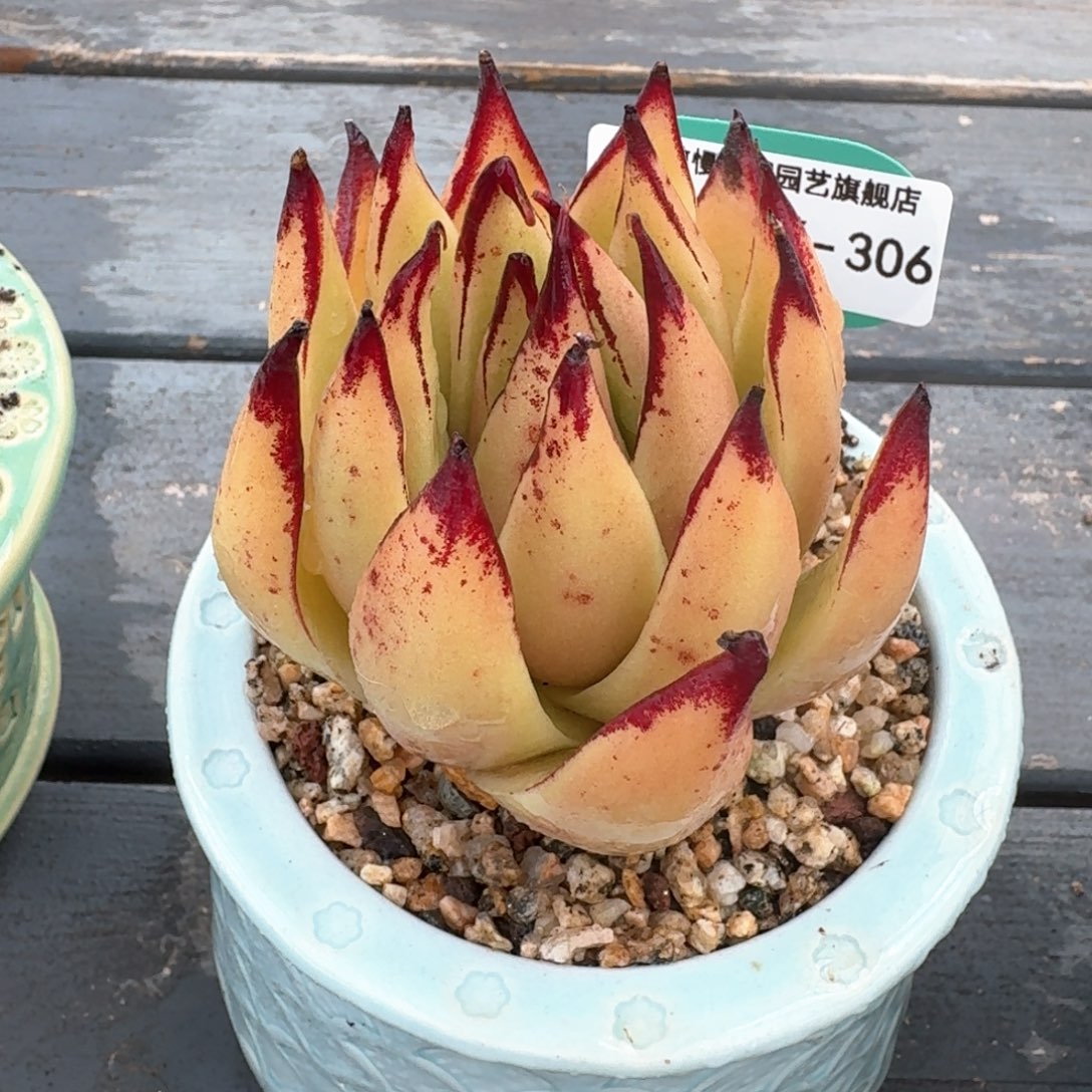 从前慢多肉精选编号0314.306