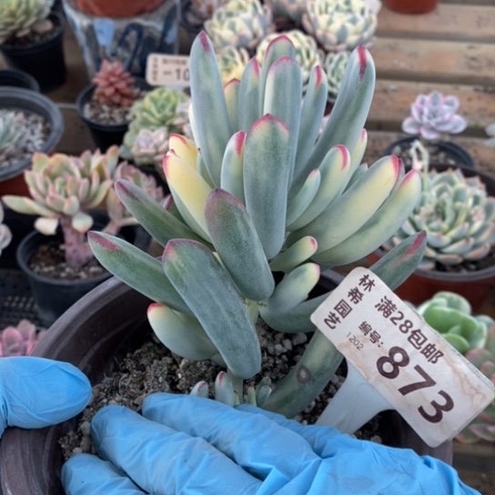 :****生873一一一一一一一一一一一