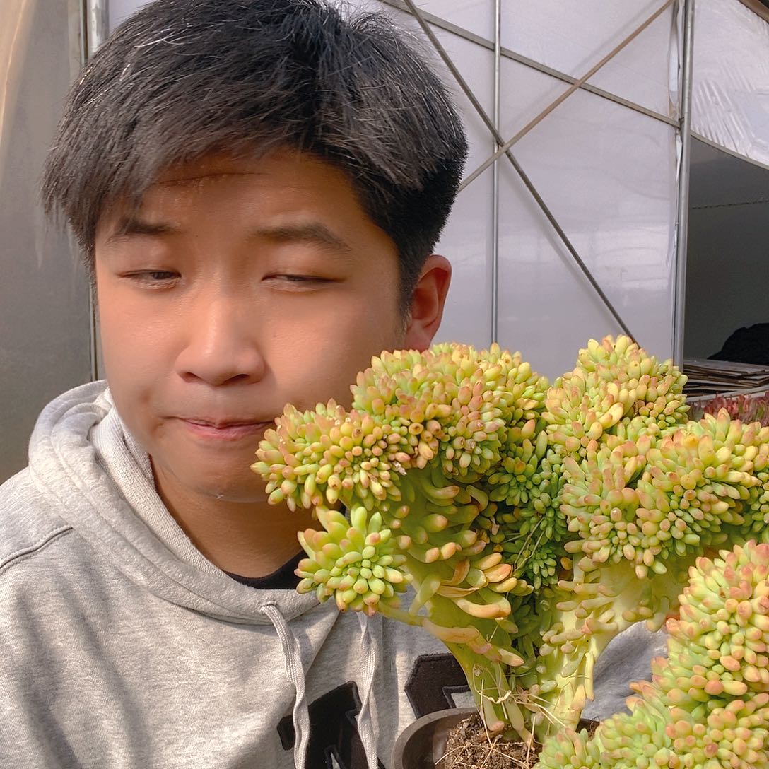 钻石葡萄缀化特价