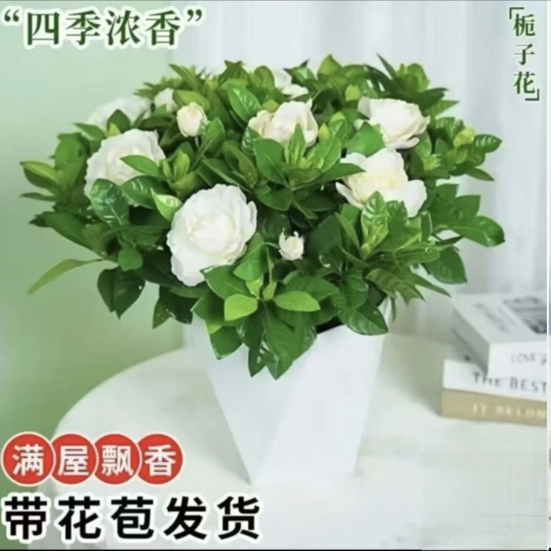 ｛【带花苞】正宗栀子花浓香型盆栽花卉室内植物四季净化空气好养｝