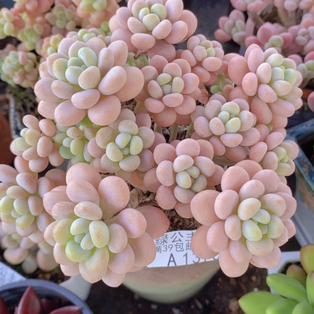 洛可可11cm1370多肉植物