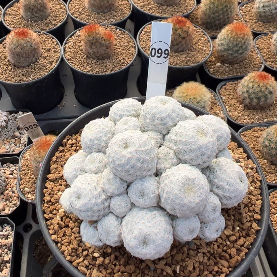 实生根的姬春星多肉植物带盆土