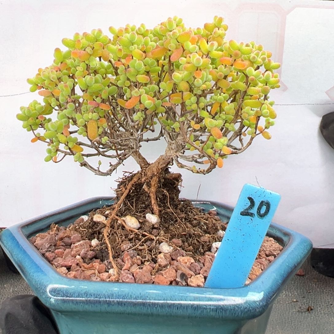 老桩造型根金桔糖球20号补带盆