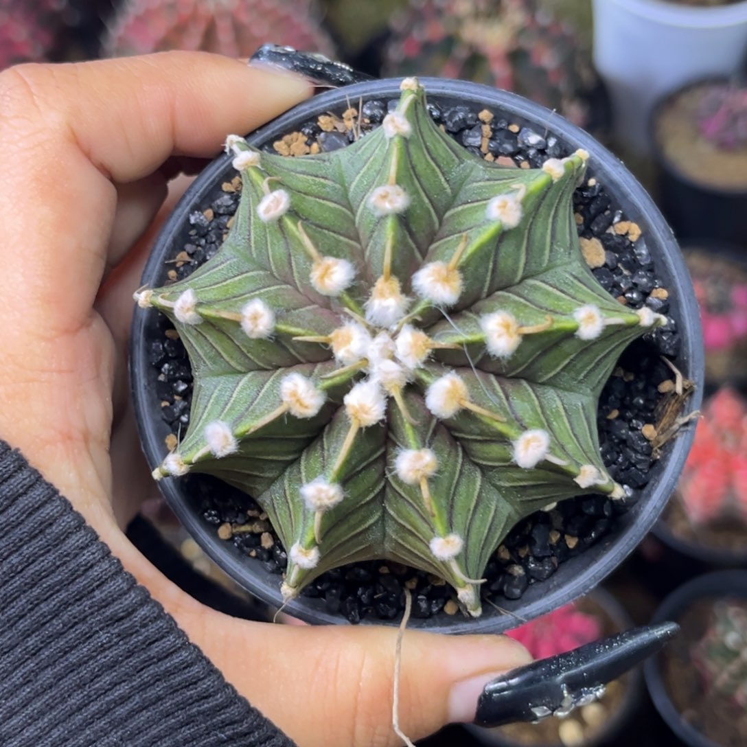 高绒肋骨 带盆土 特价捡漏