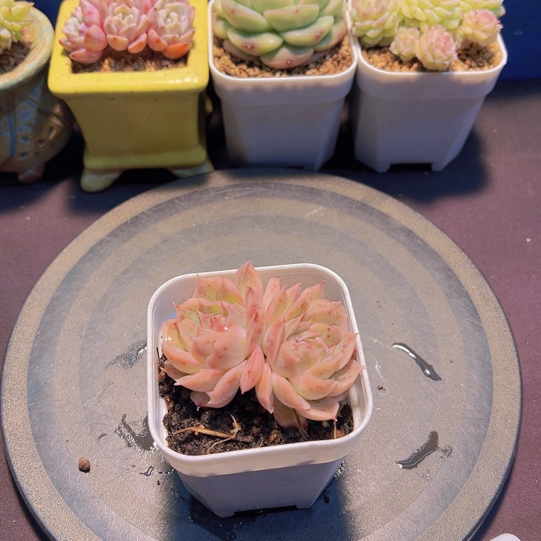 L****a玫瑰水晶虾饺，脱土发货