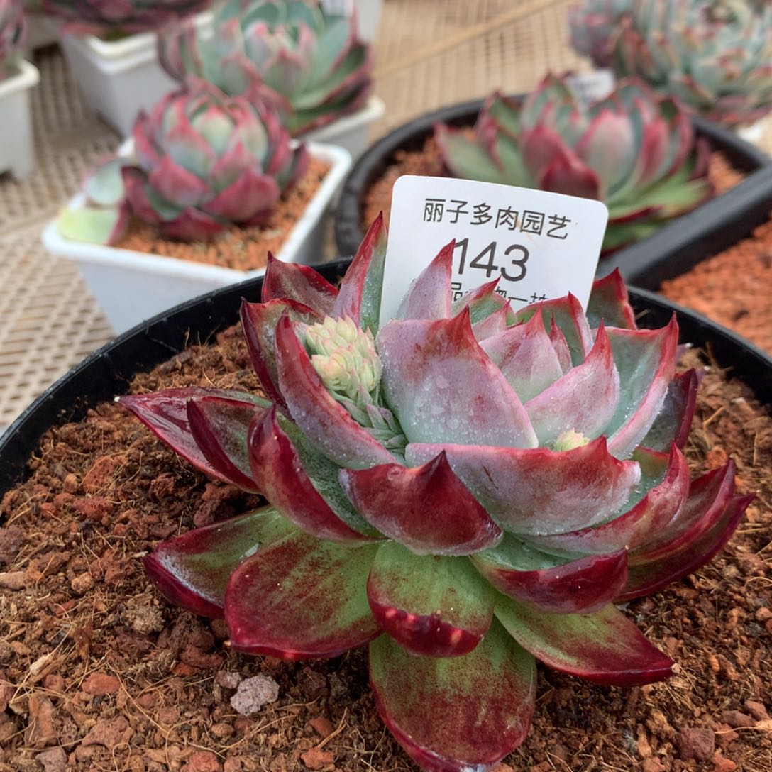 143号多肉植物惊鸿11