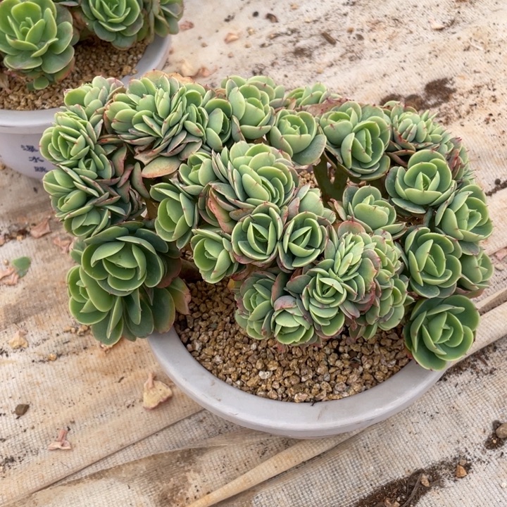 多肉植物、碧桃缀、