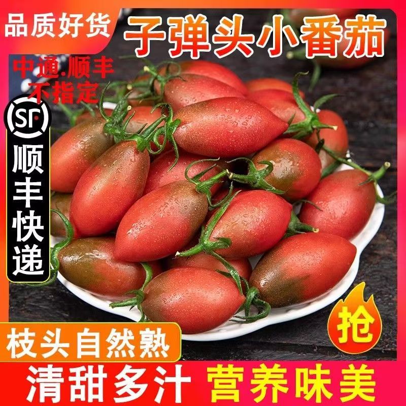 福建紫弹头迷彩小番茄新鲜圣女果当季水果现摘酸甜多汁
