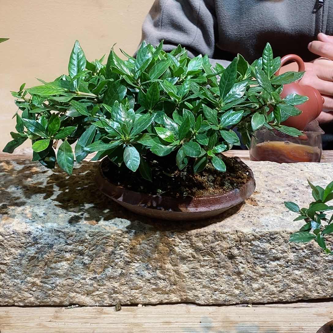 无花朵雅*栀子花