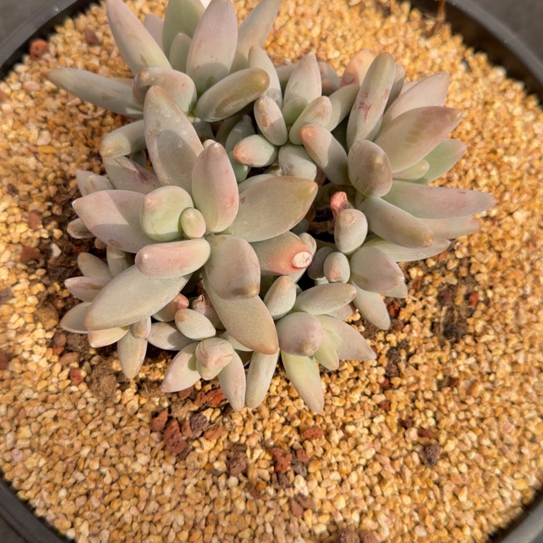 一物一拍企鹅超好潜力股96