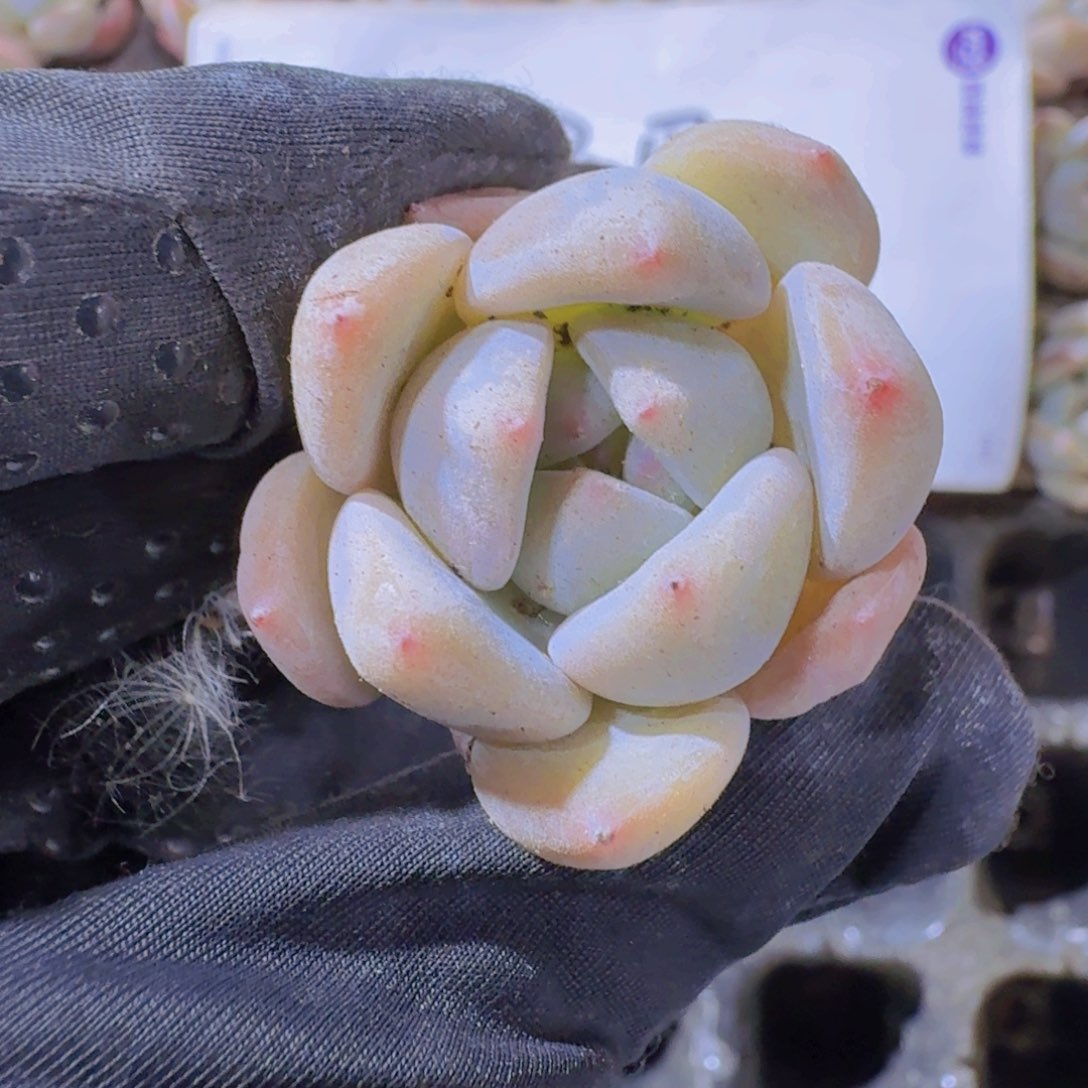 精品果冻橙两米三颗