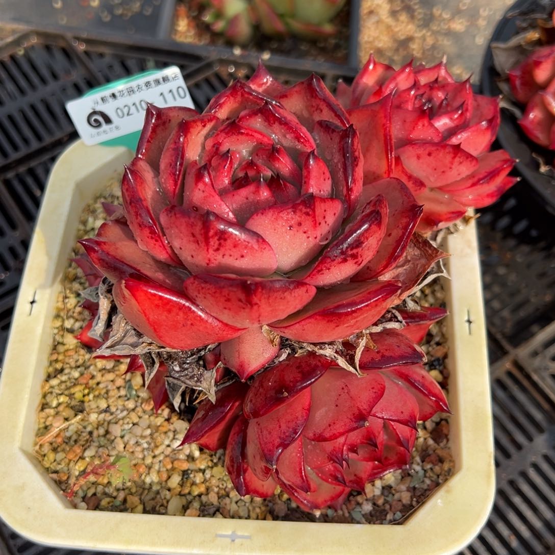 从前慢多肉精选编号0210.110