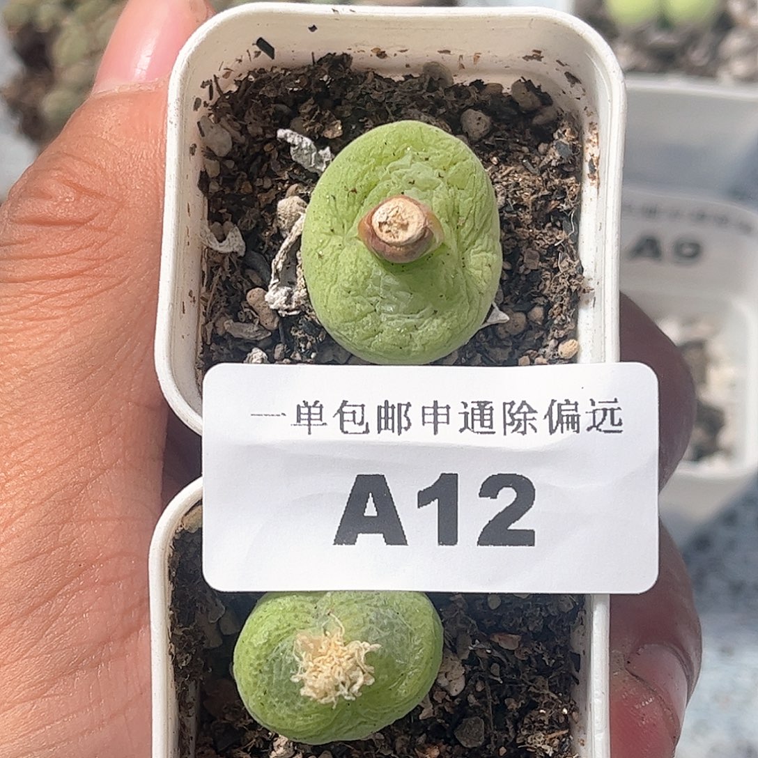 1109–番杏福利a12