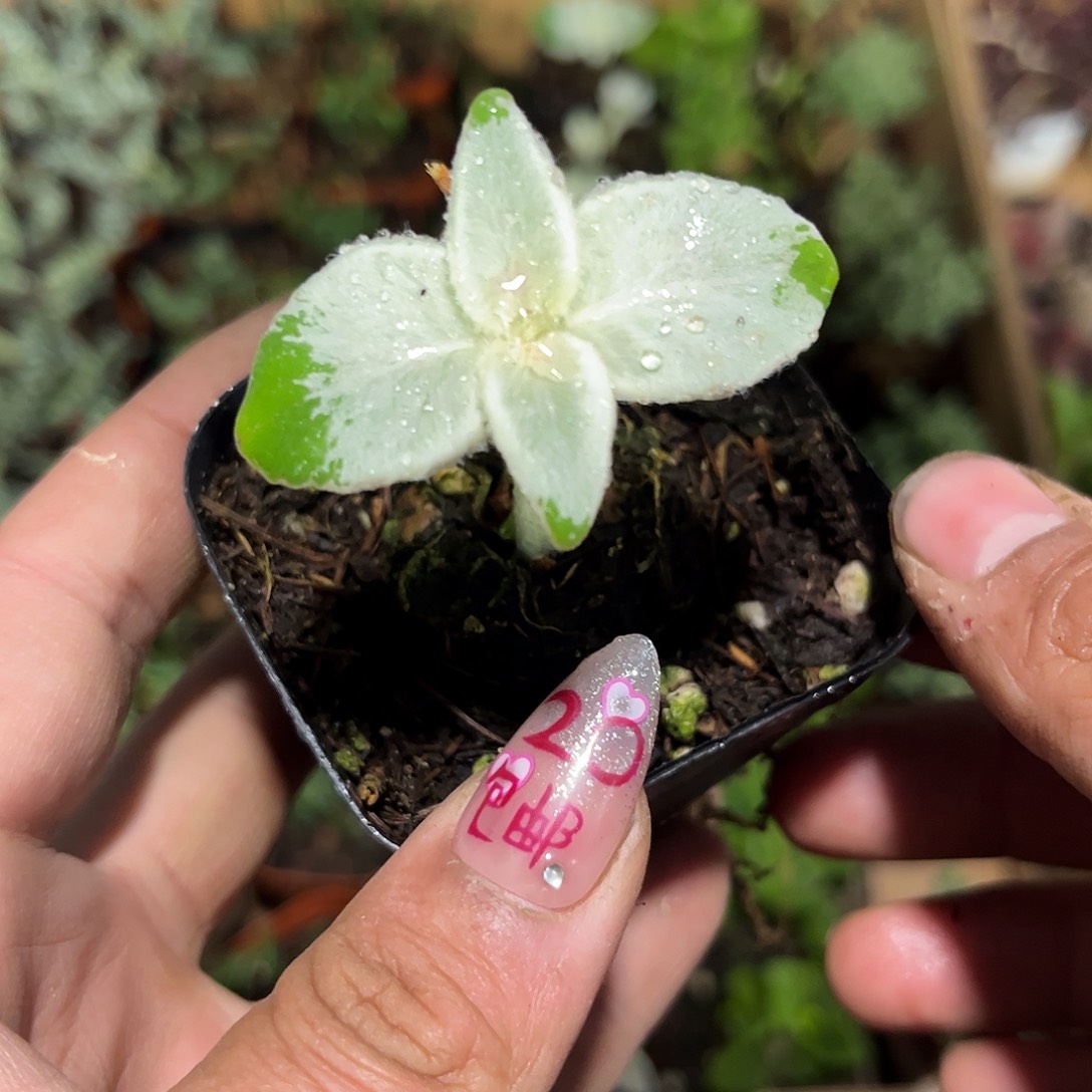 断崖女王单头发货有根