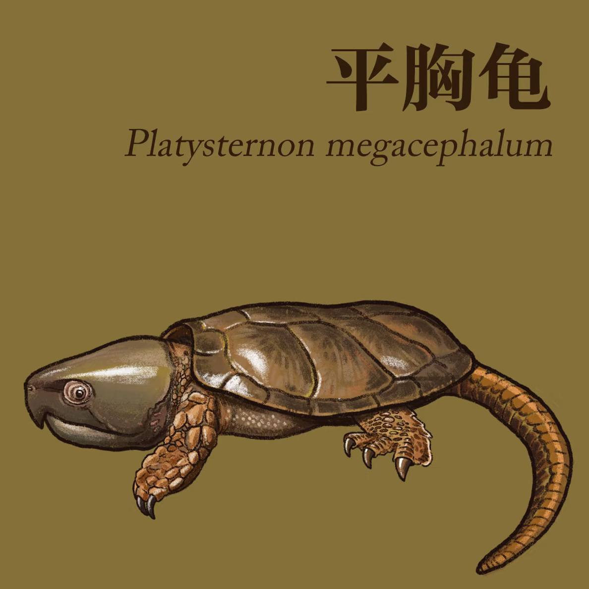 宠物龟鹰嘴龟人工繁育带证发货（凭完整开箱视频售后）