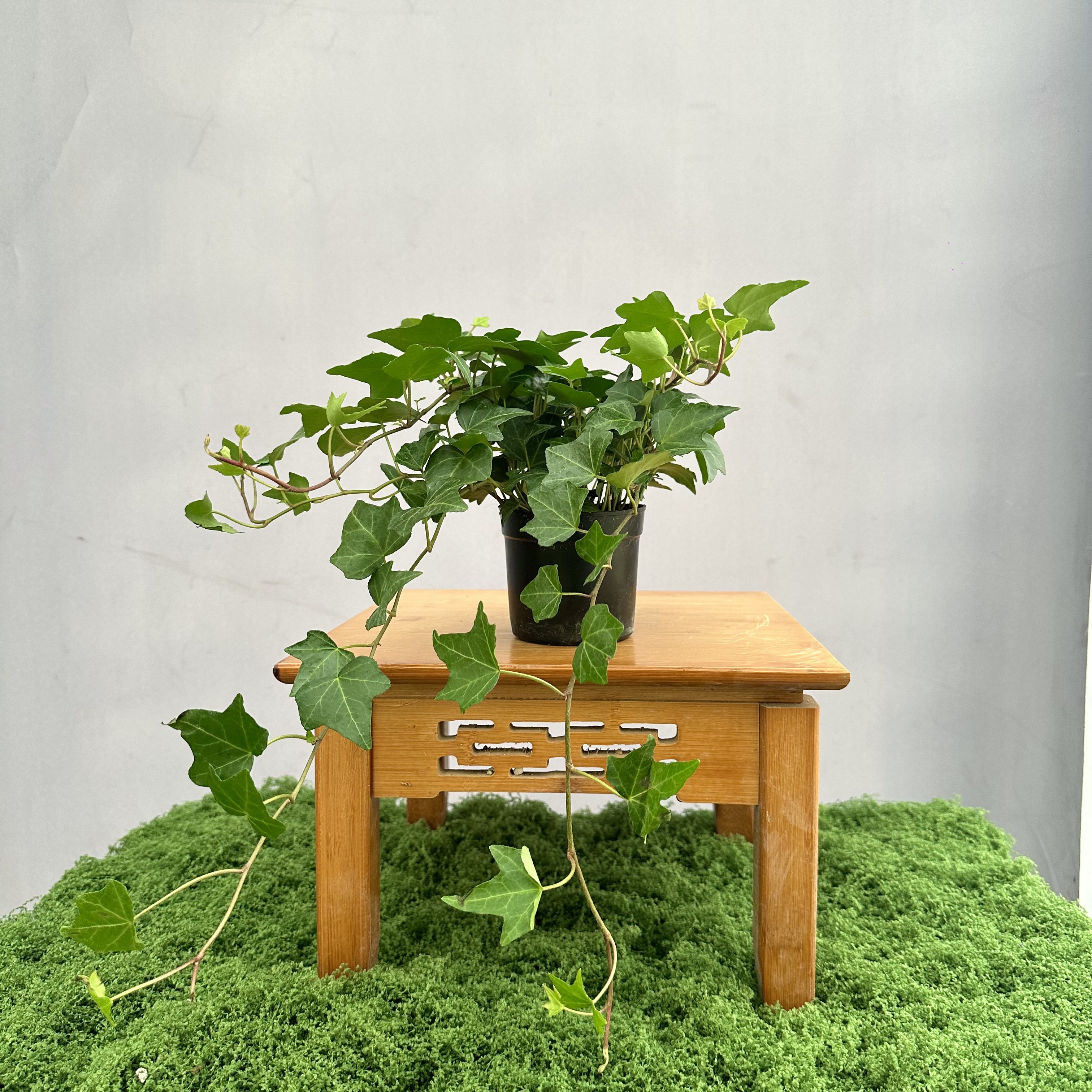 常春藤吊兰绿植好养净化空气除甲醛四季常青长藤盆栽可水培可土培