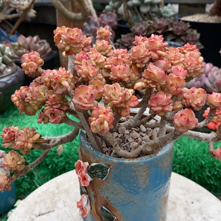 蜡牡丹整无砍多肉