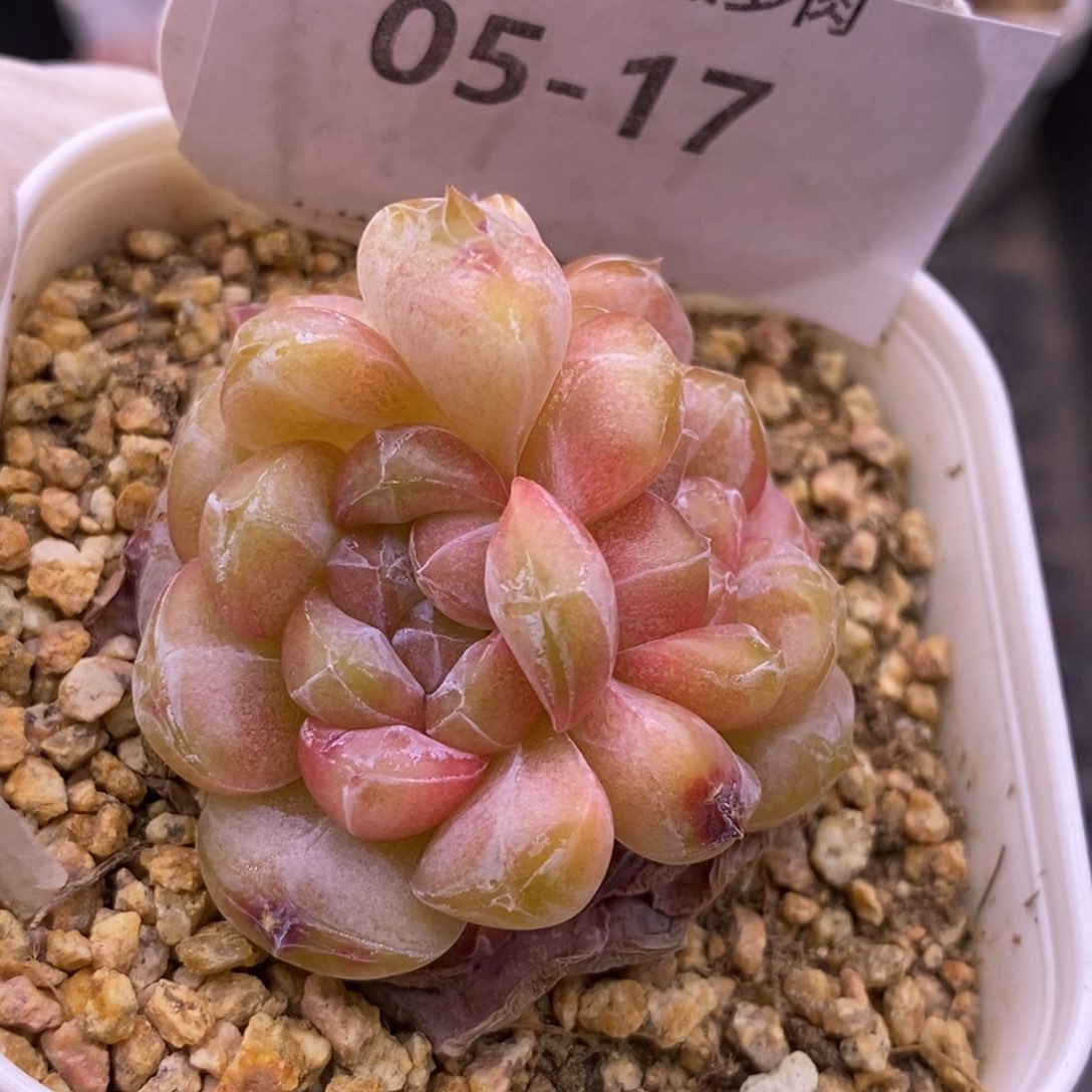 【闪购商品】05-17