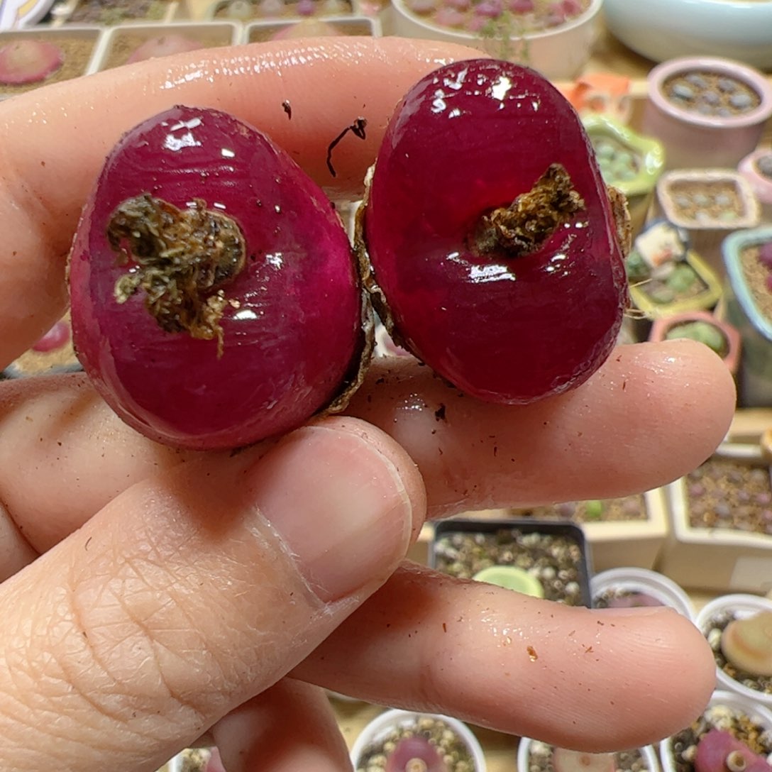 【闪购商品】51 车厘子