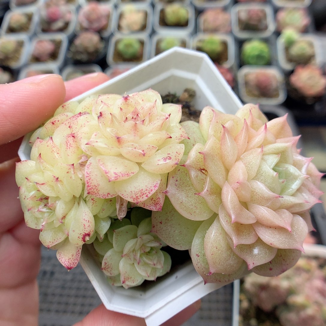 C6定繁编号麦杆B320