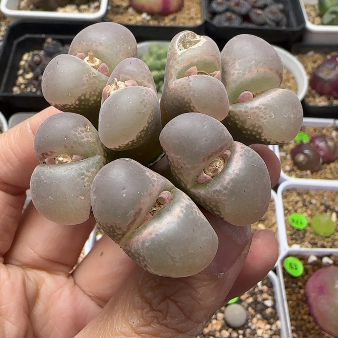 漂亮漂亮风铃群多肉植物