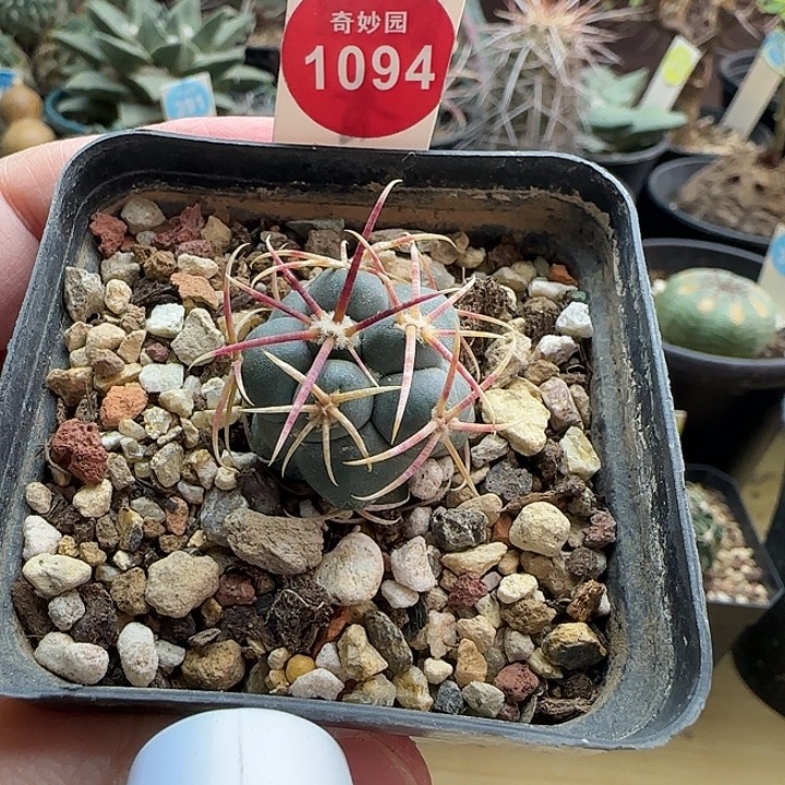 实生泰刺高木绯冠龙一颗