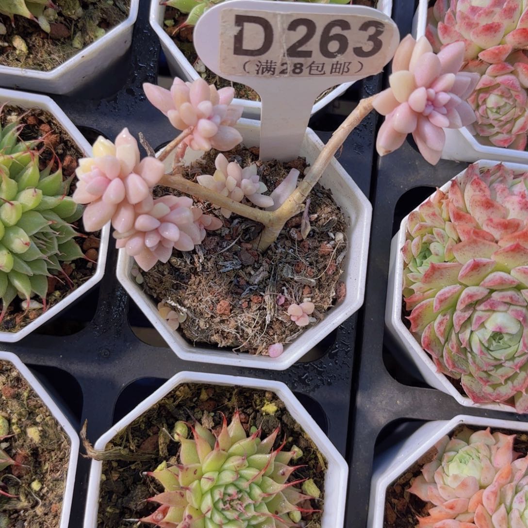 D263姬秋丽锦一物一拍