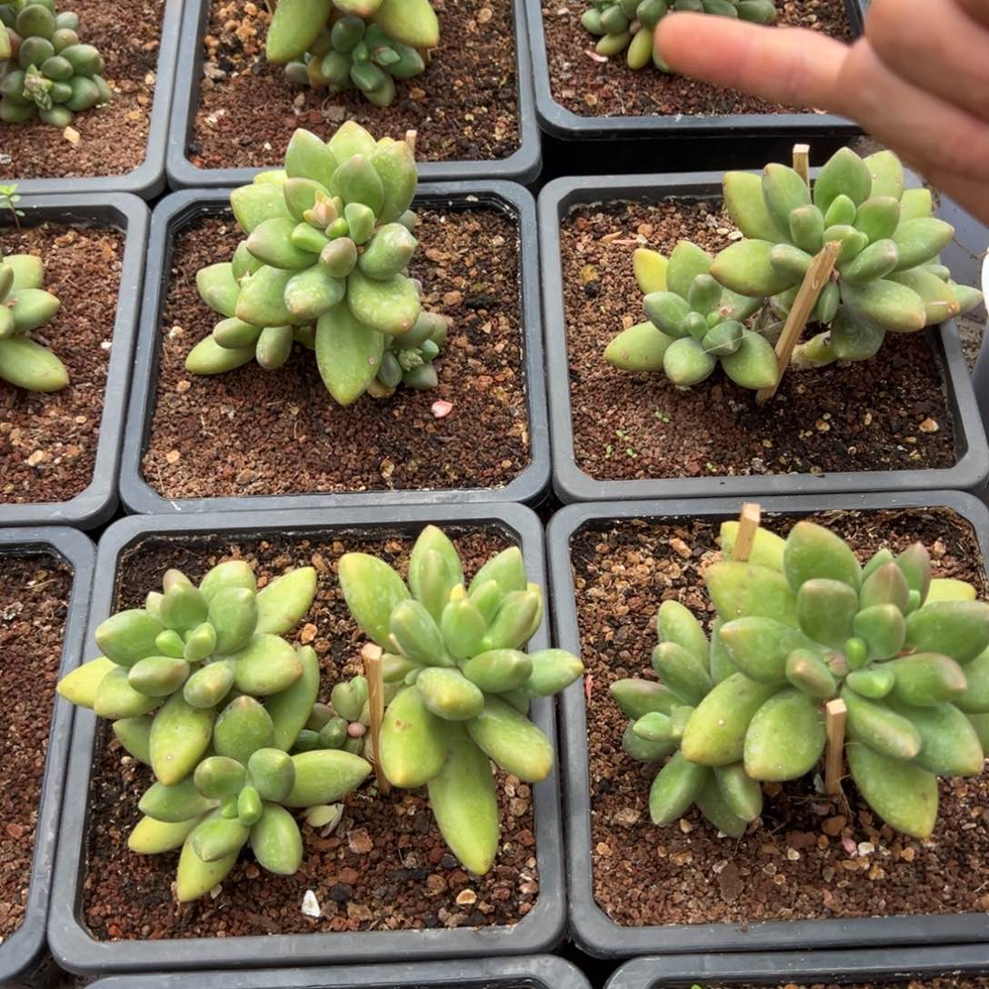 芒果奶0000000000000