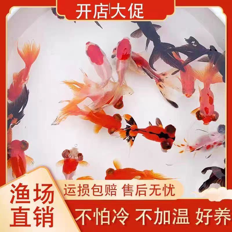 【8-10厘米】【混搭7条】金鱼观赏鱼冷水淡水鱼小金鱼好养耐活混养