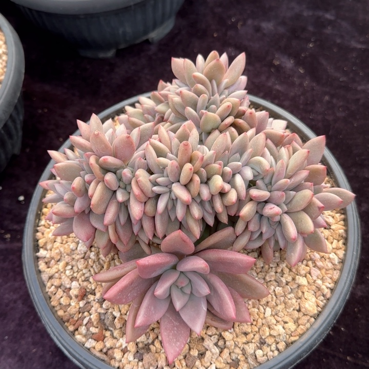 16厘米左右一物一拍的