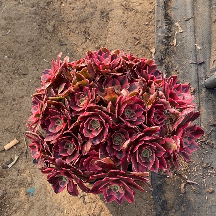 女妖4多肉植物法师法师