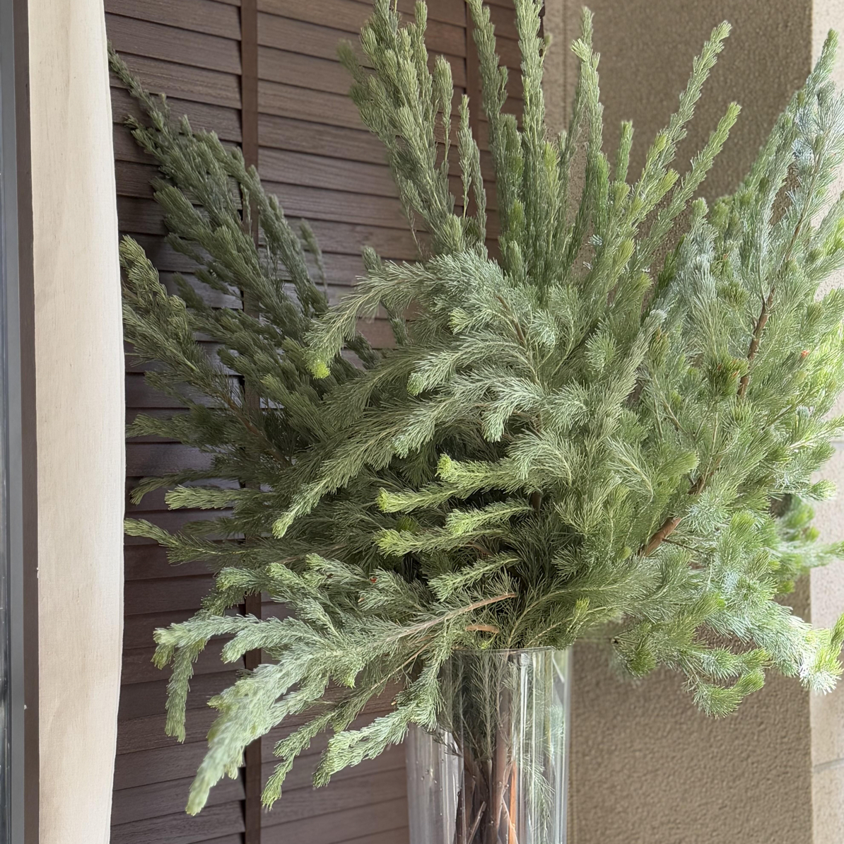 精选【羊毛松】澳洲进口花 羊毛松水培鲜切支 可做干花