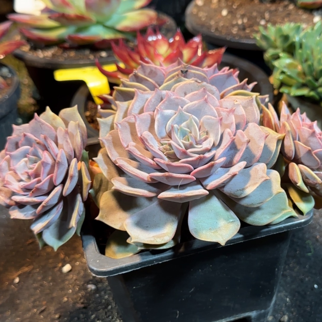 紫蝶一物一拍包装收缩花旱