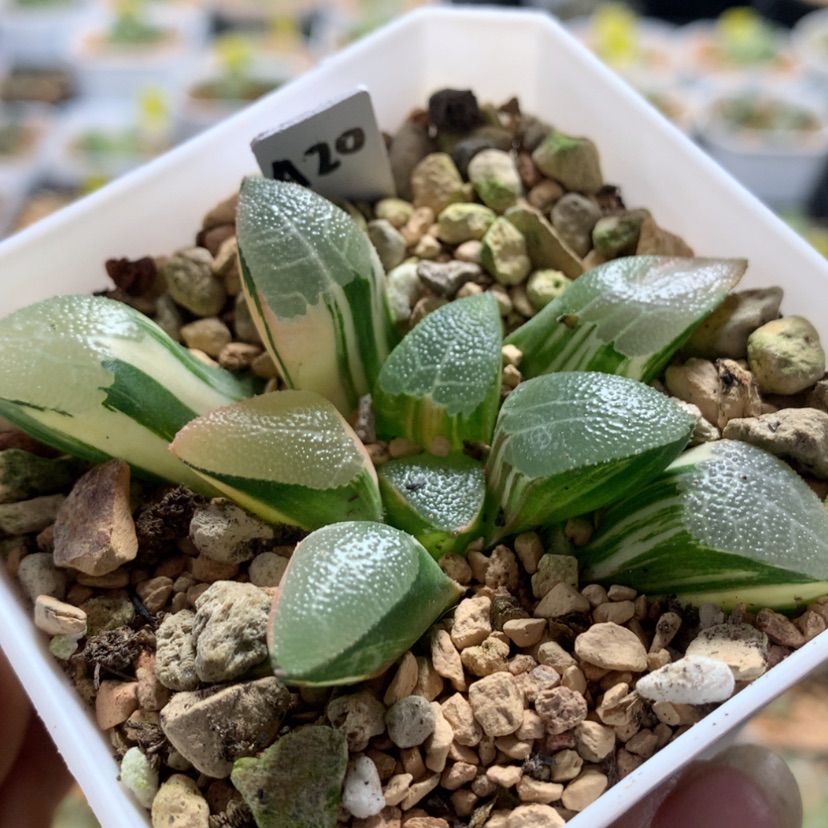 【闪购商品】20网文克