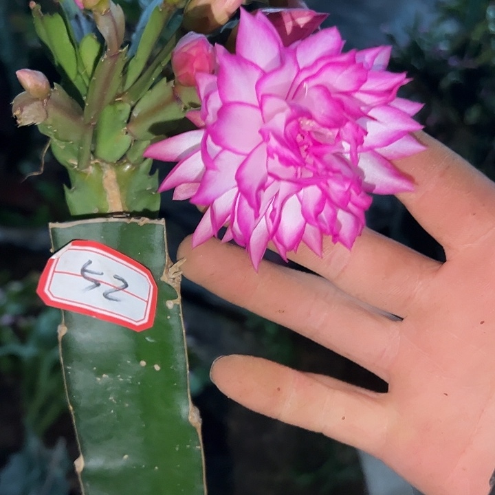 三***哥，52号带盆063嫁接苗