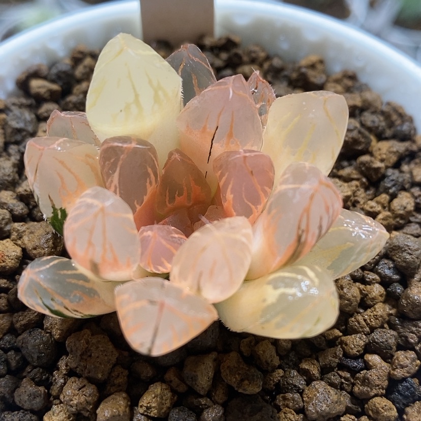 【闪购商品】76日出糊斑