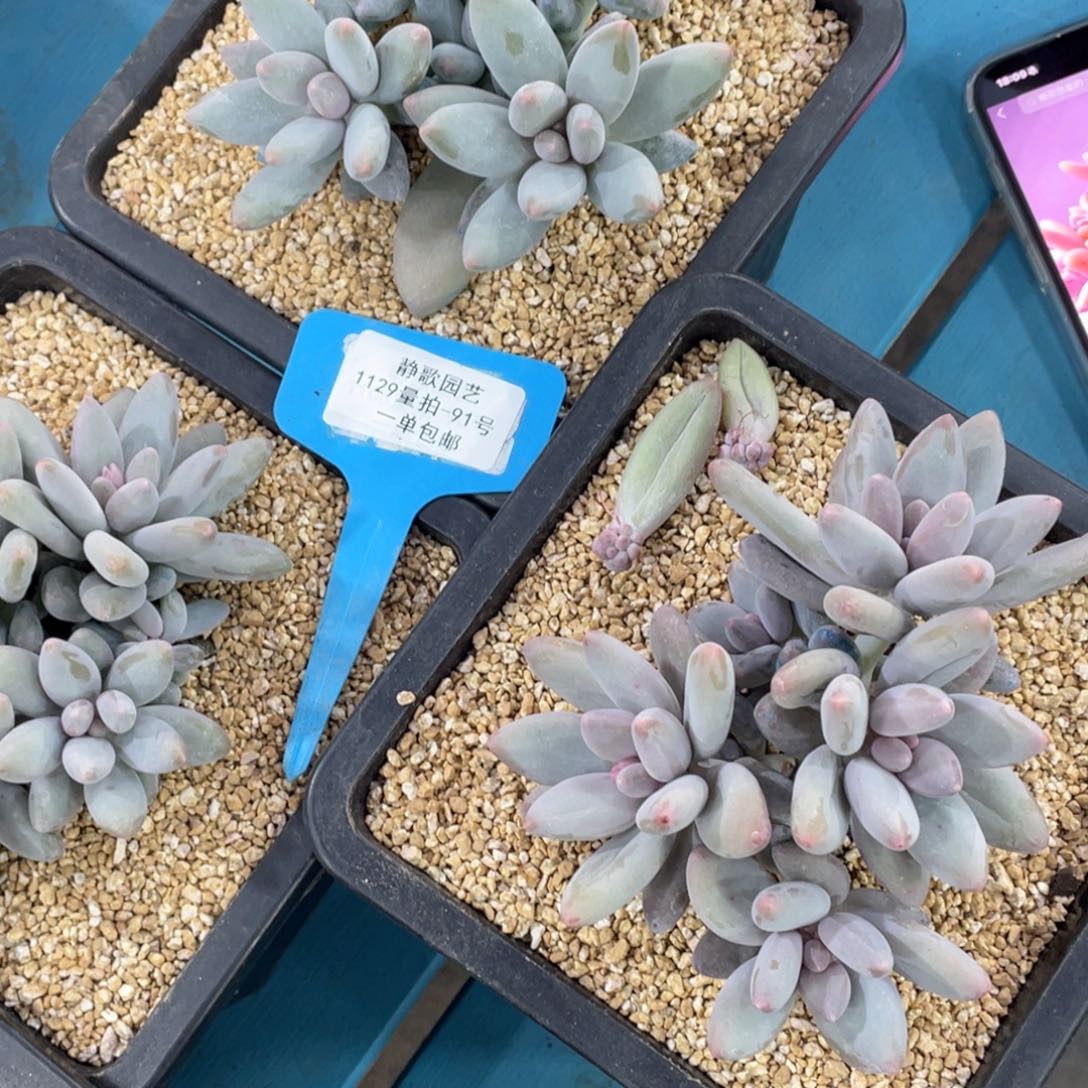 1129-91-白兰地群生多头一颗