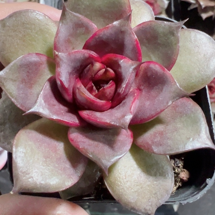 红玫瑰精品多肉植物