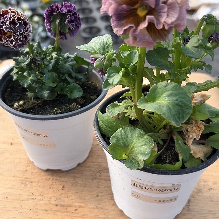 水晶抖音直播闪拍27-28