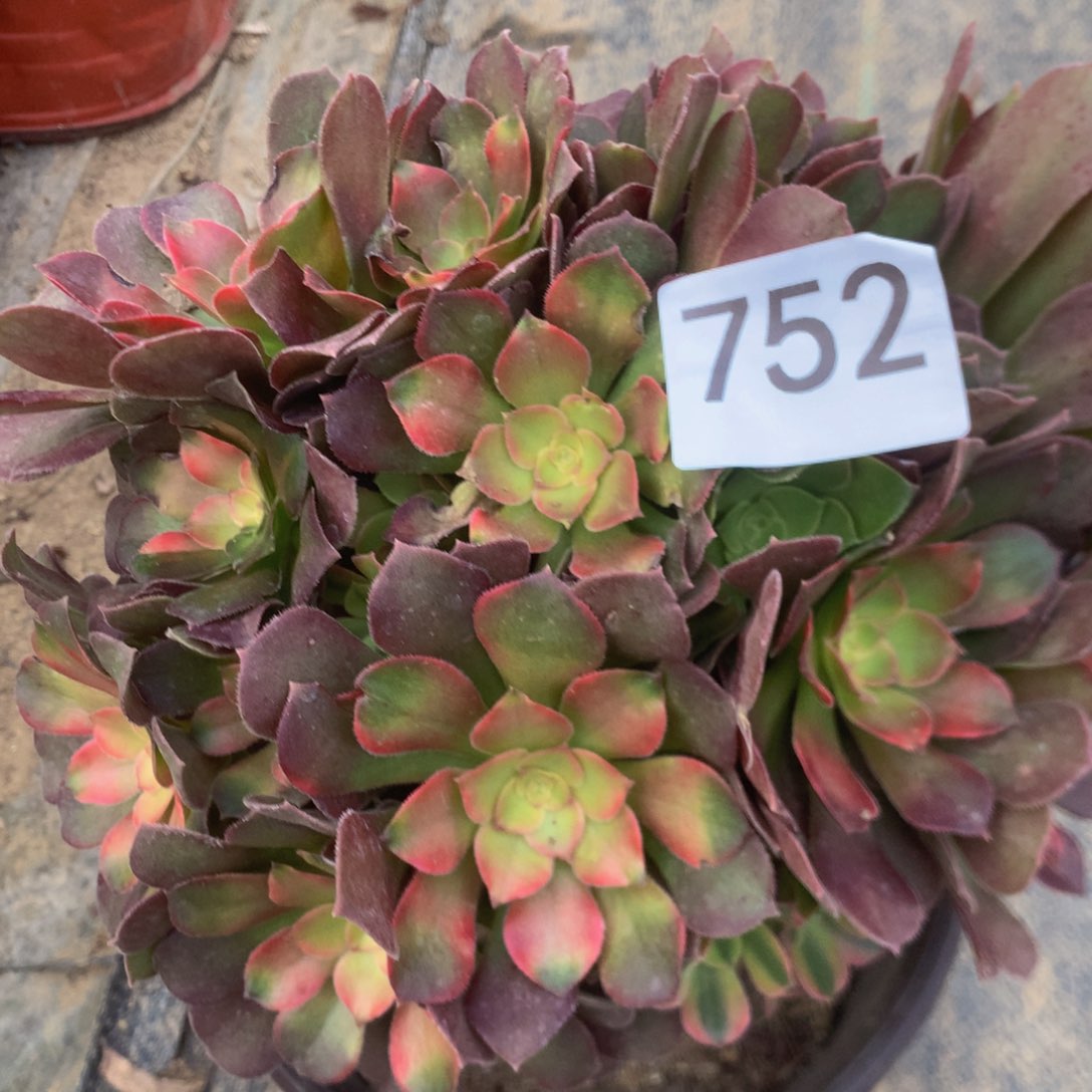 752洛神多肉植物