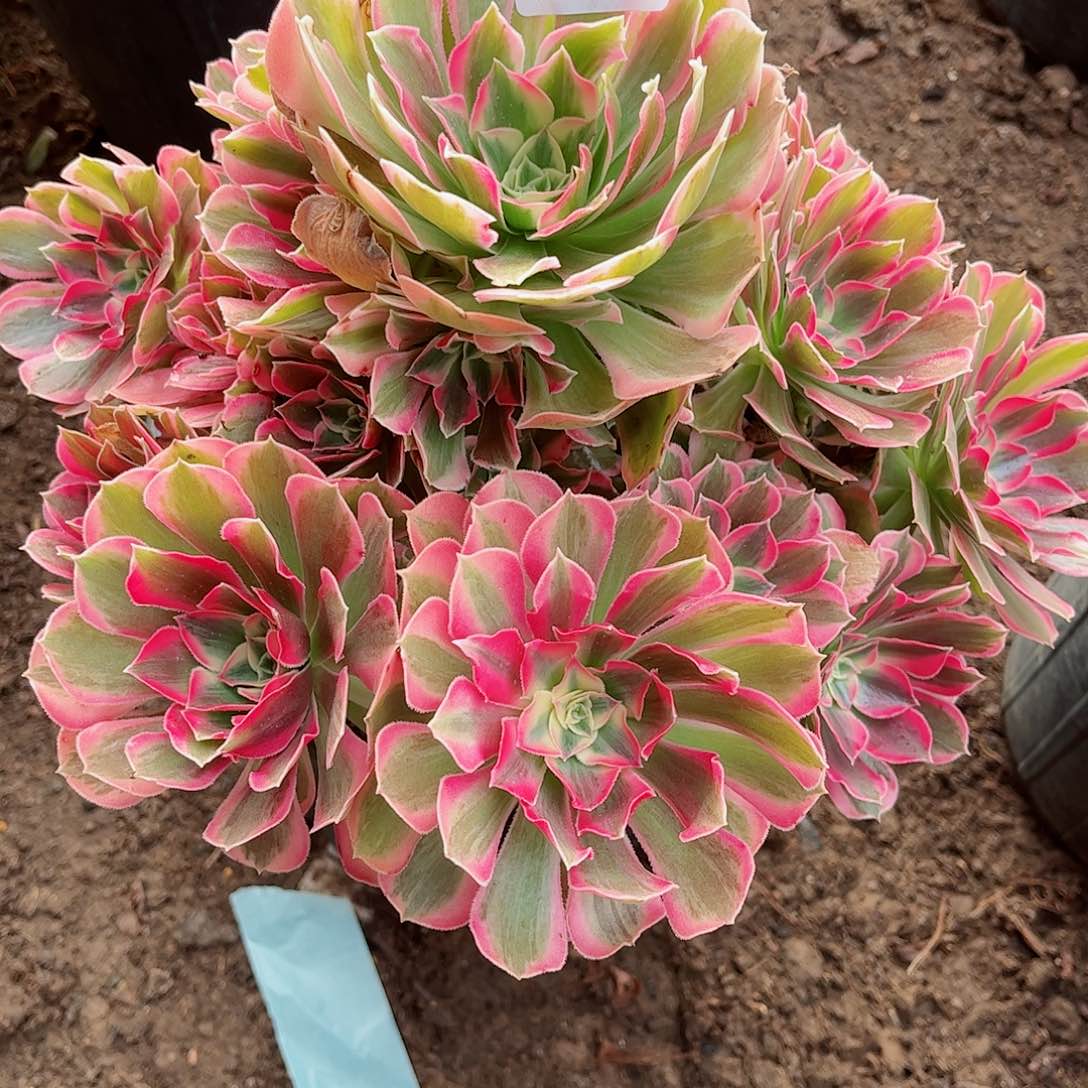 无花朵多肉植物413