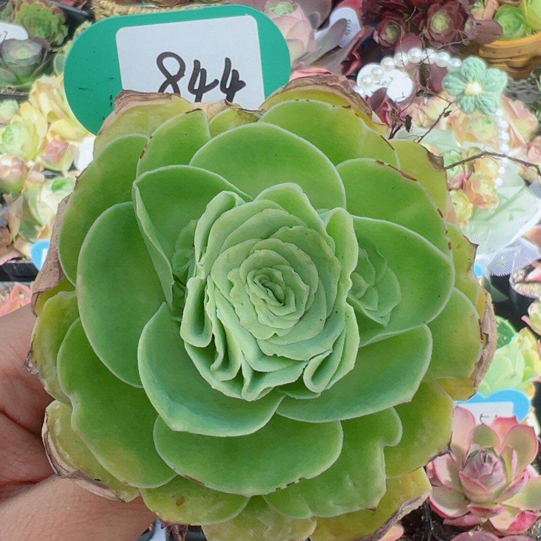 844水蜜桃单棵特殊。      