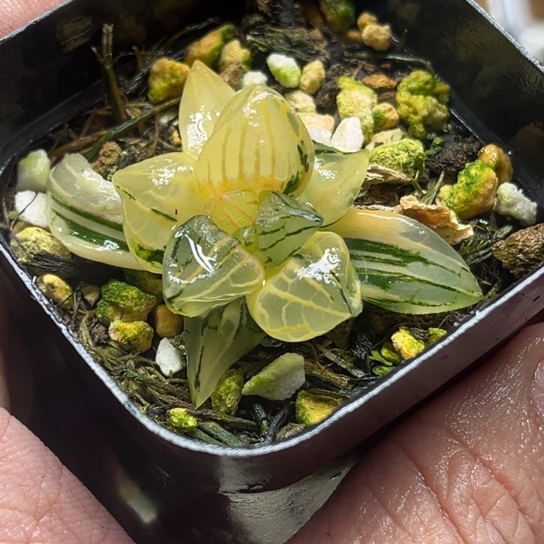 304短肥西瓜寿锦（根弱，介意勿拍）