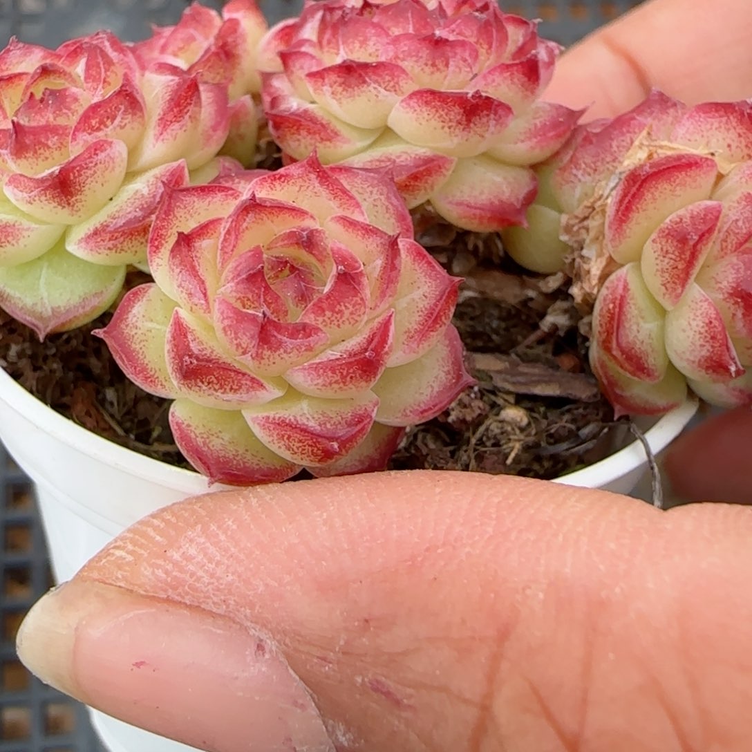 花语逸镜0215-410