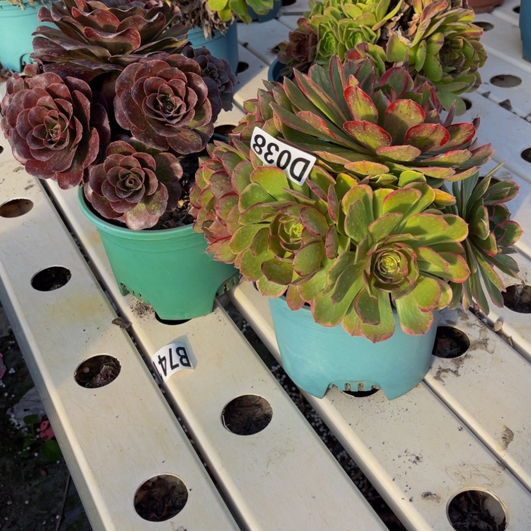 两盆法师7////3包邮