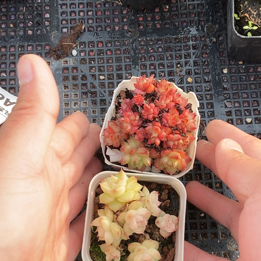 好****A51直播间一物一拍