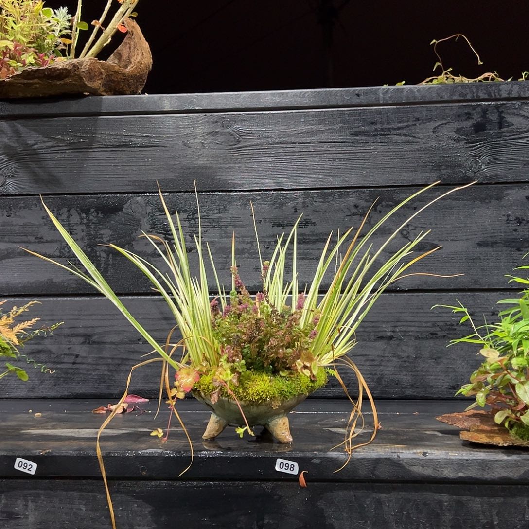 无花朵日本山野草