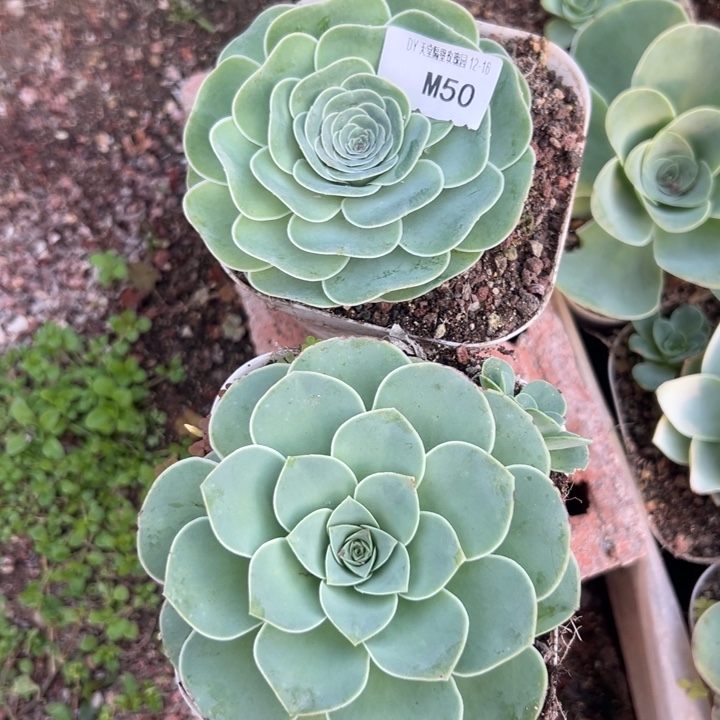 苗苗山地玫瑰多肉植物50